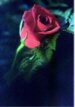 Red Rose