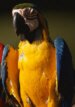 Parrot