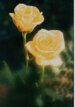 Two Yellow Roses