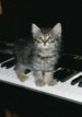 Kitty