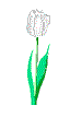 Big Nose Bird Rose