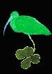 Irish Big Nose Bird
