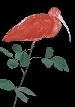 Big Nose Bird Rose