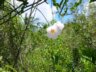 Florida flower.gif
