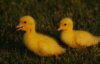 Ducks.jpg