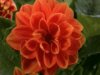 Flower.jpg