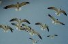 Flying Birds.jpg