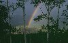 Rainbow.jpg